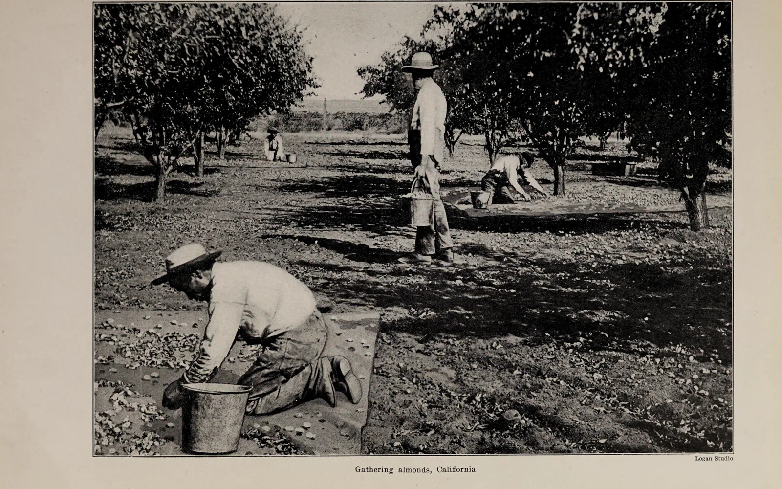 Historical photograph showing workers gathering and processing almonds